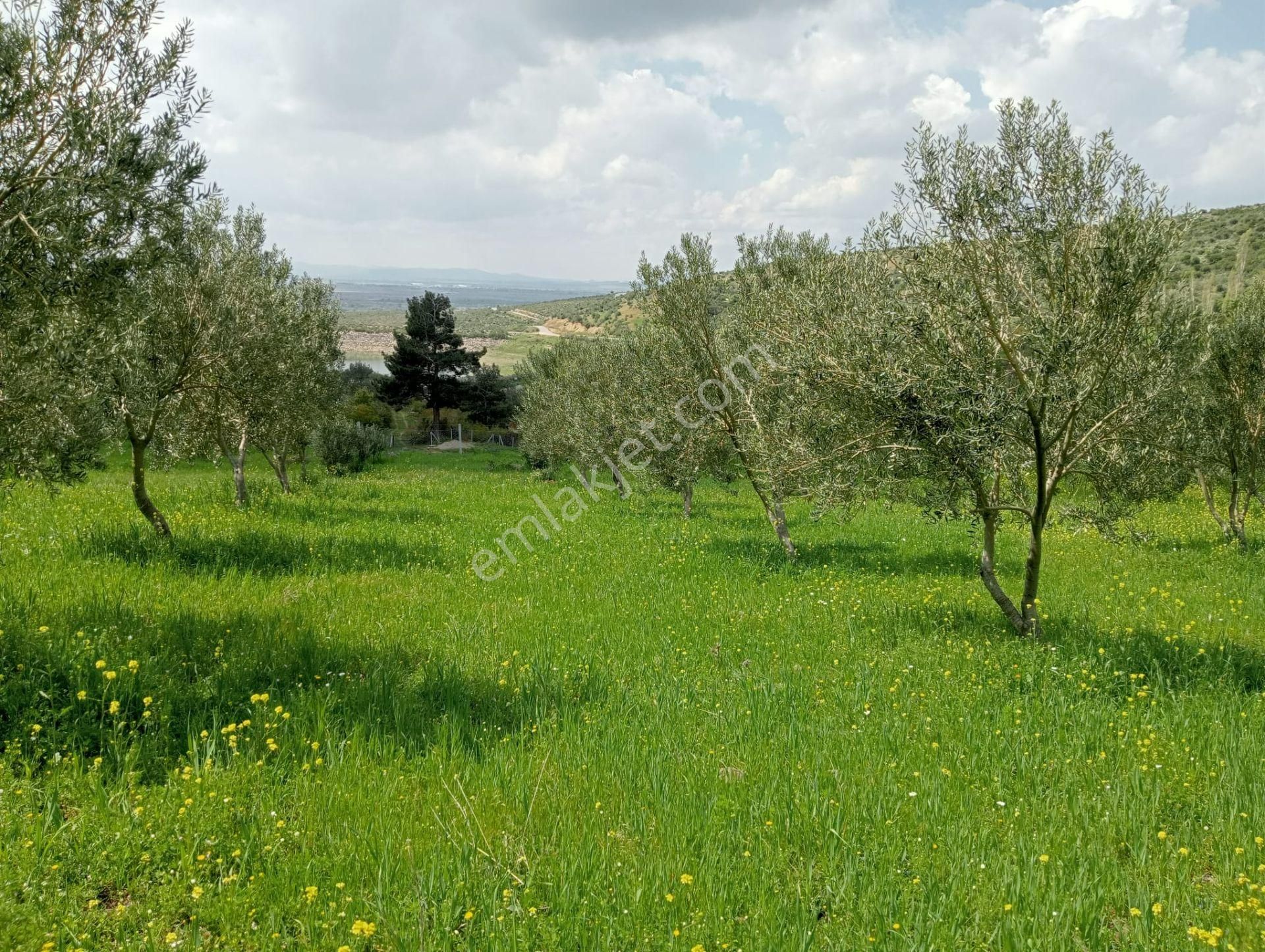 Baraj Manzaralı Zeytinlik - Görsel 6