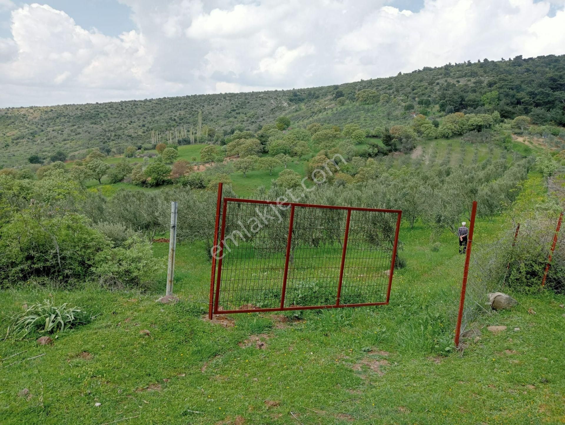 Baraj Manzaralı Zeytinlik - Görsel 10