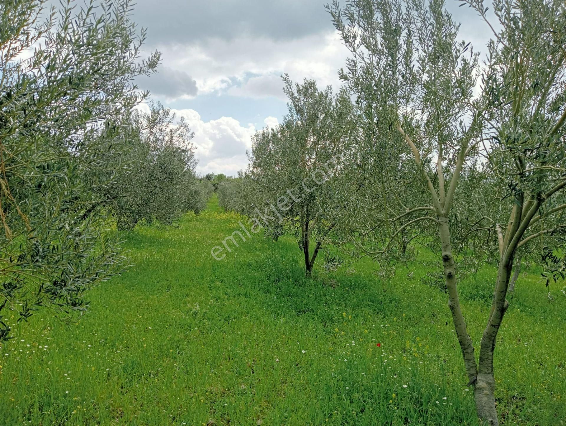 Baraj Manzaralı Zeytinlik - Görsel 5