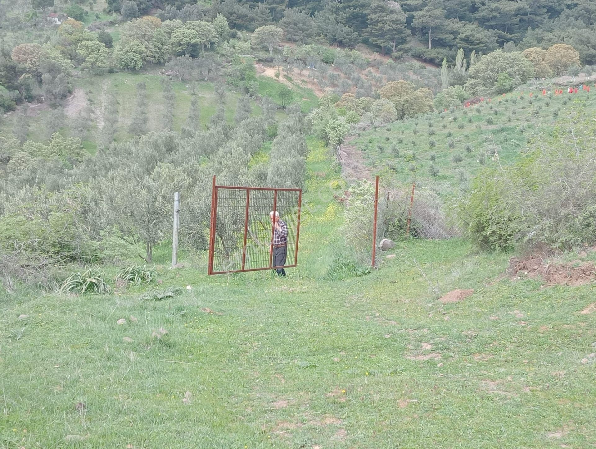 Baraj Manzaralı Zeytinlik - Görsel 7
