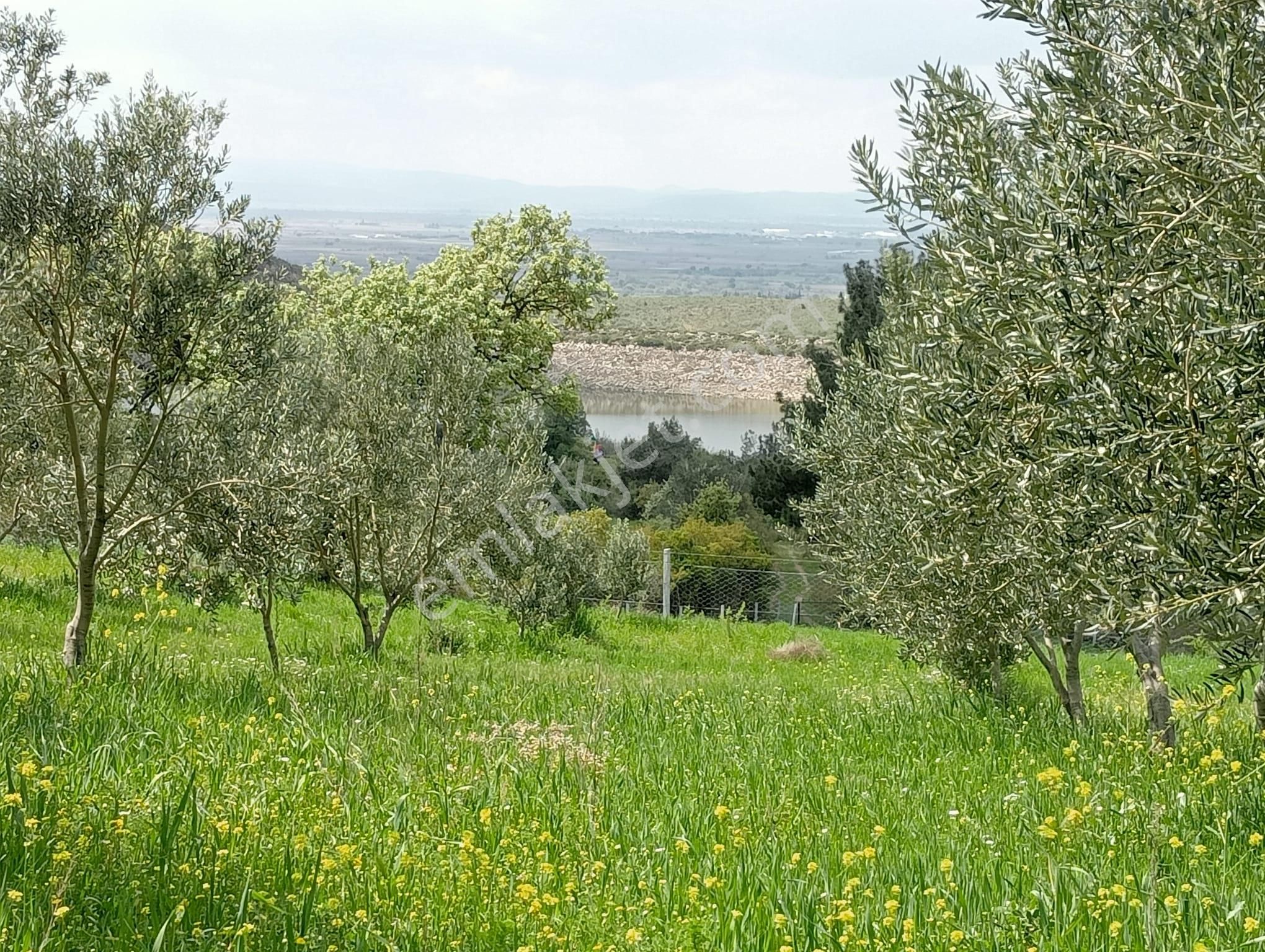 Baraj Manzaralı Zeytinlik - Görsel 9