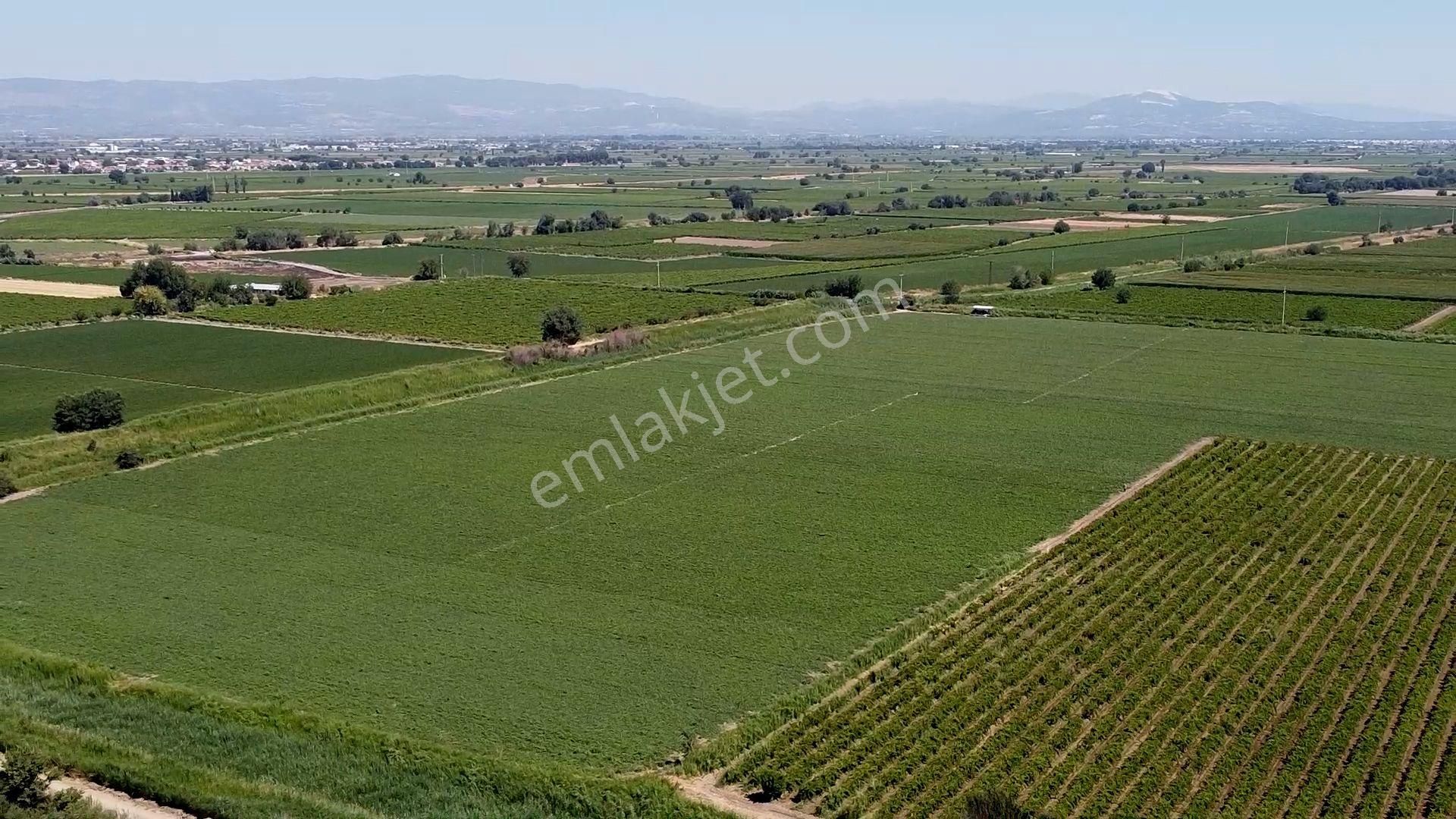 Gediz Ovasının En Verimli Tarlası Satılık