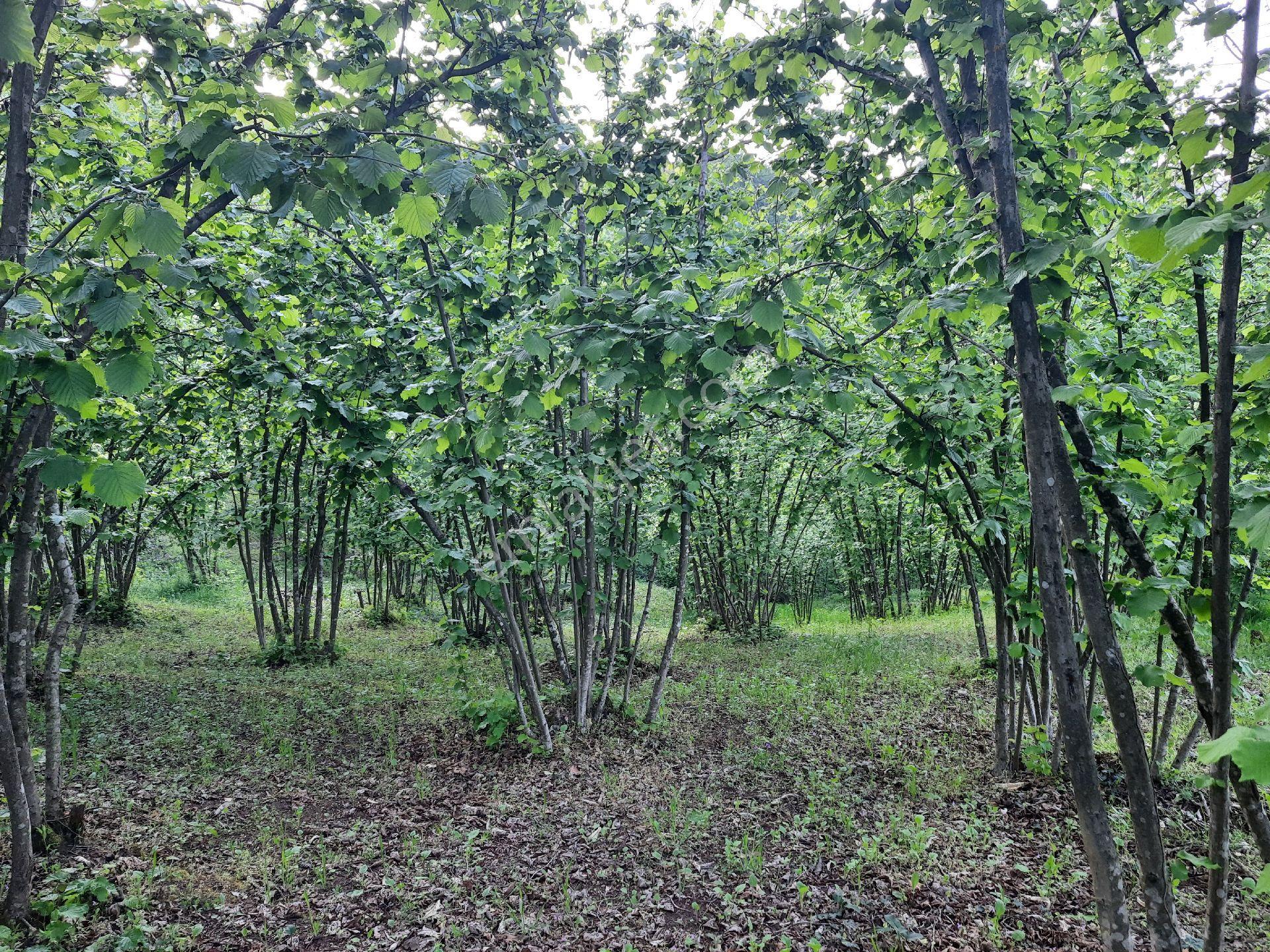 Duzce Merkez Güldere Köyünde Satılık 13,500 M2 Fındık Bahçesi - Görsel 12