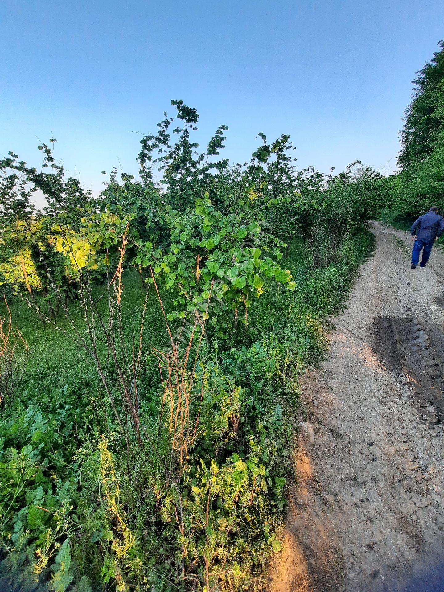 Duzce Merkez Güldere Köyünde Satılık 13,500 M2 Fındık Bahçesi - Görsel 20