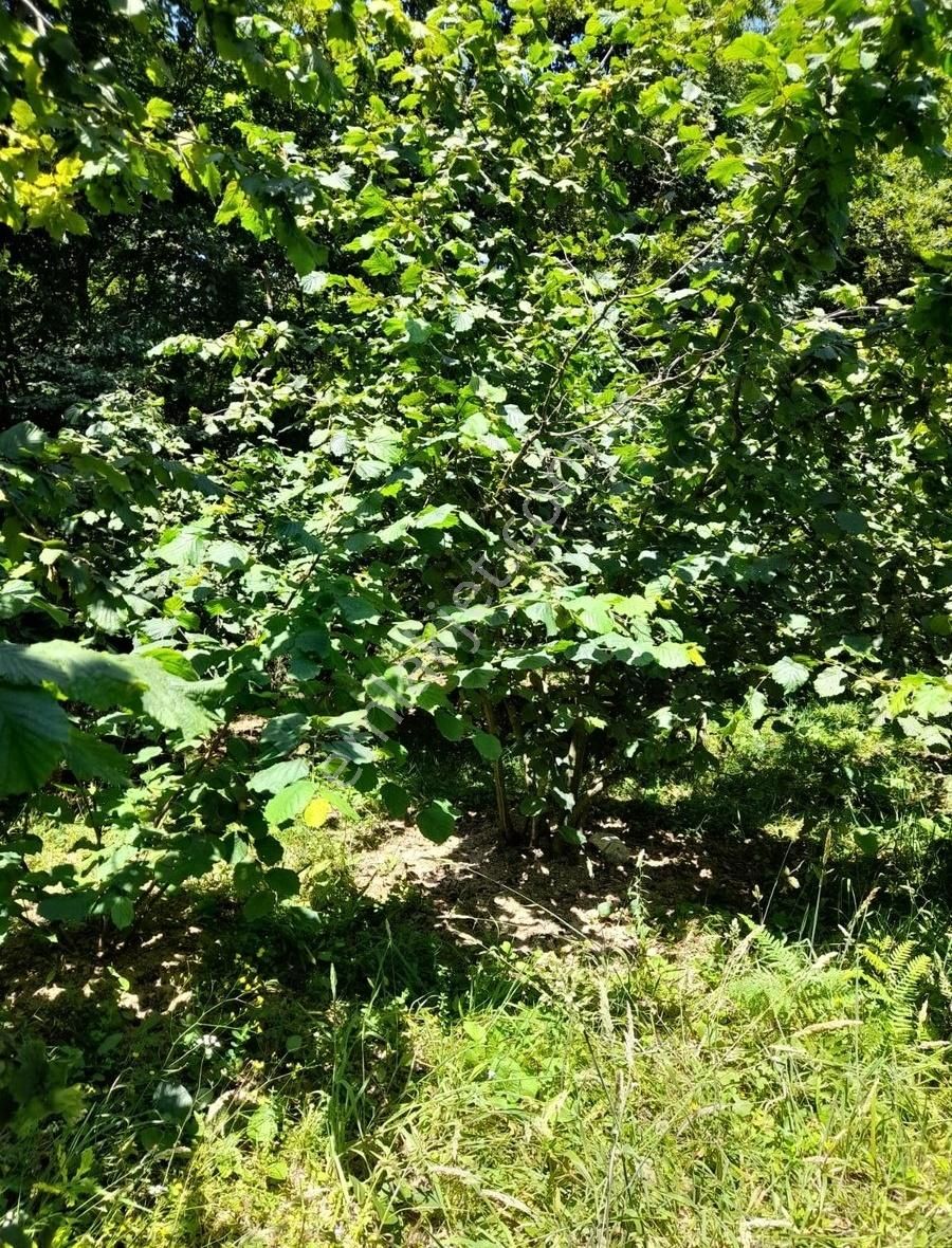 Kandıra Fındık Bahçesi Şile Ağva Yoluna Ve Sanayiye Yakın Fırsat - Görsel 4