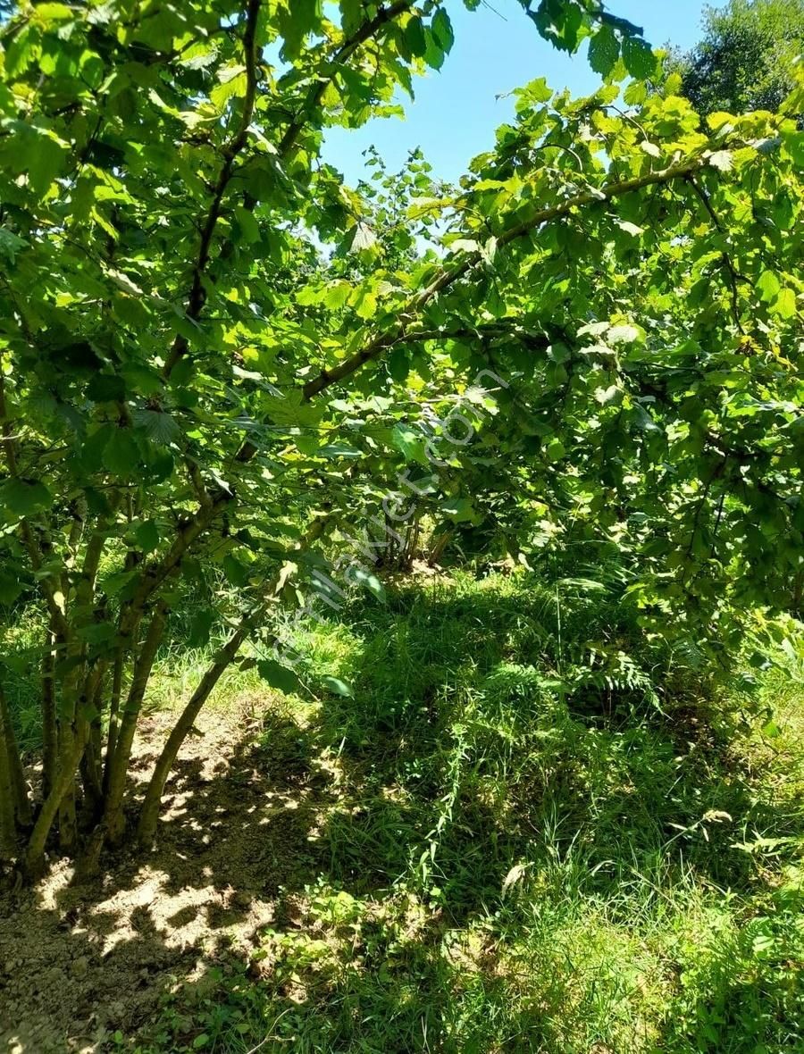 Kandıra Fındık Bahçesi Şile Ağva Yoluna Ve Sanayiye Yakın Fırsat - Görsel 6