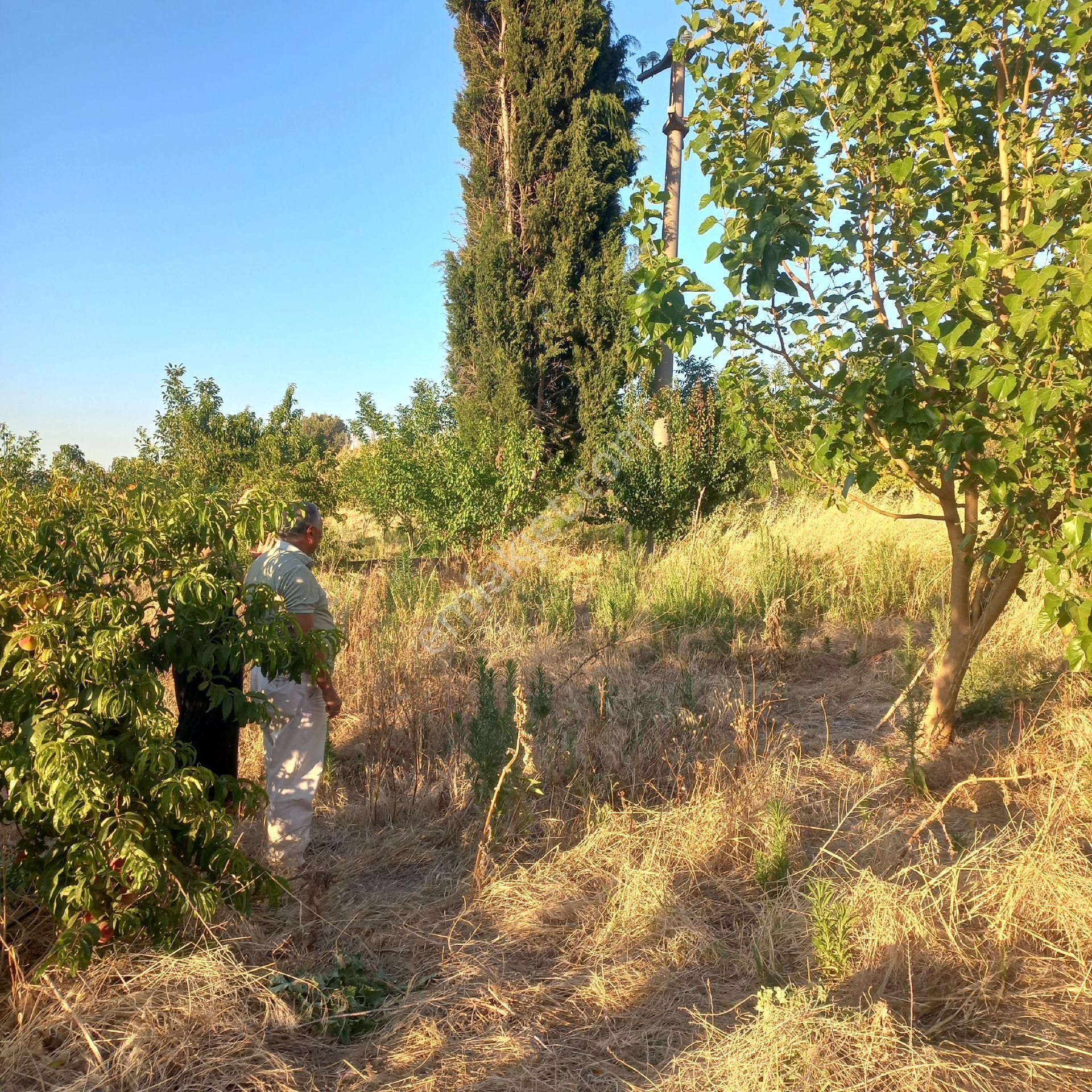 Bursa Karacabey Tophisar Köyünde 850o M2 Tarla Satılıktır. - Görsel 2