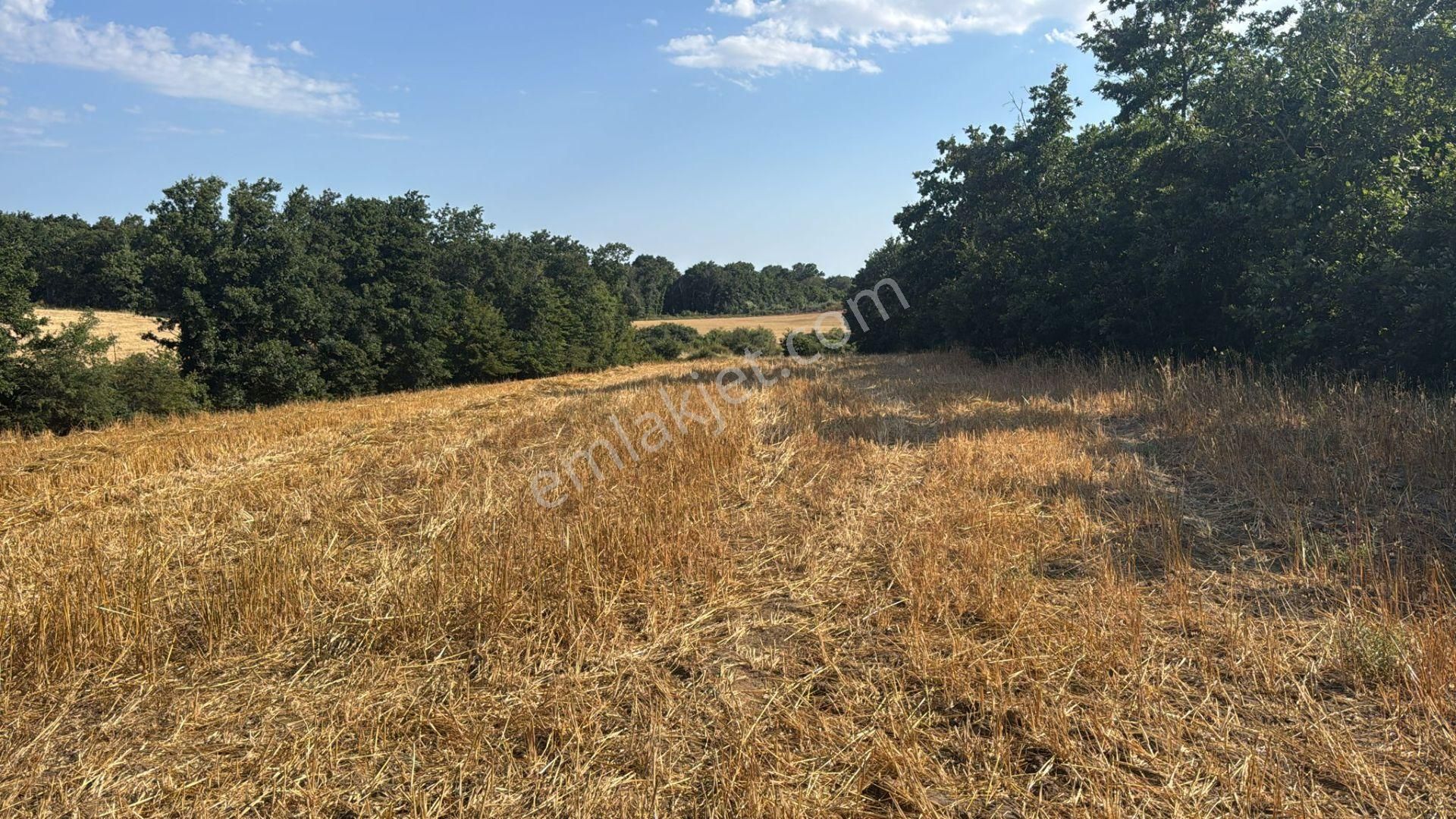 Tekirdağ Kapaklı Pınarçada Emsalsiz Tek Tapu 4.779m2 Tarla
