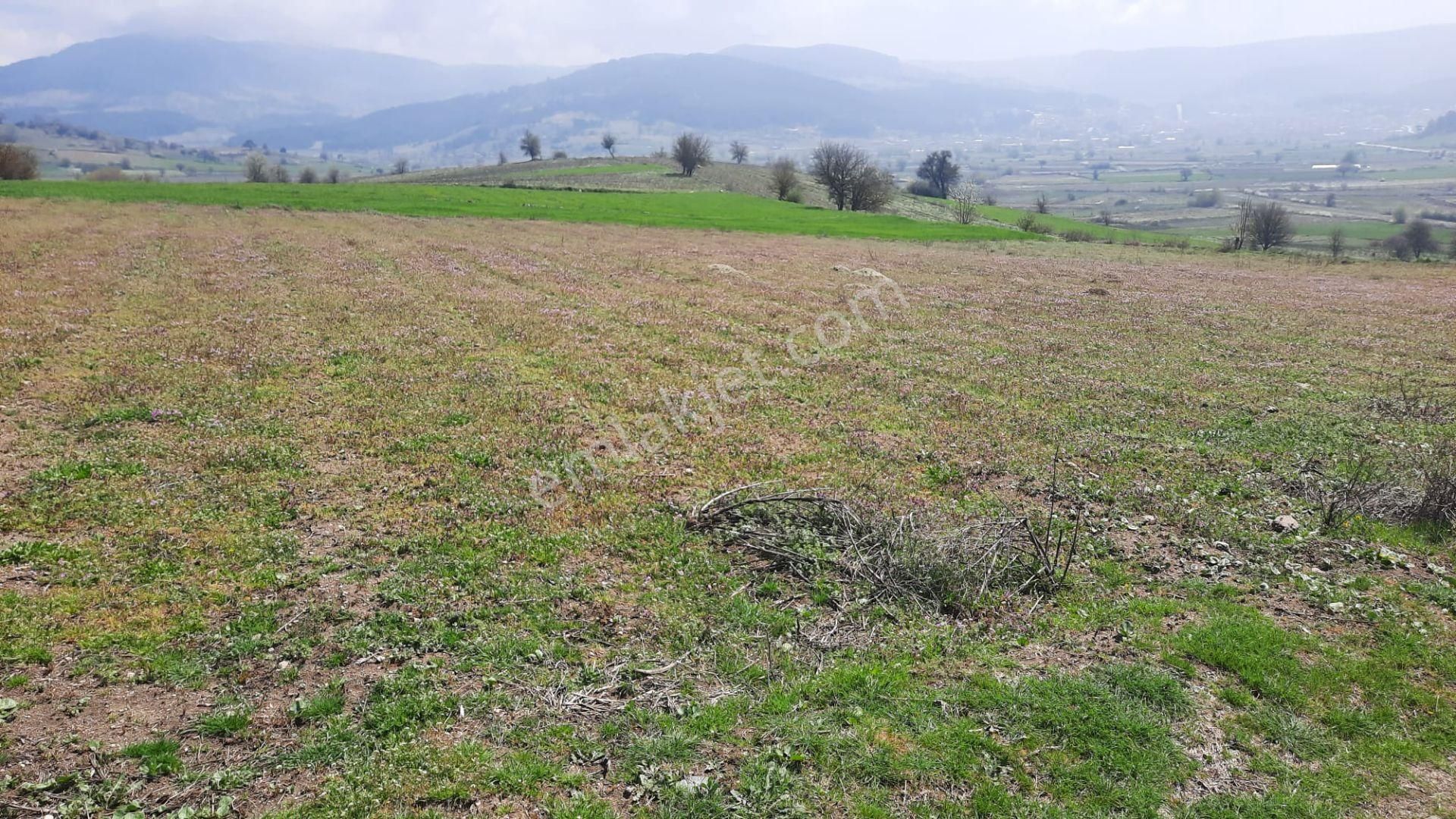 Balıkesir Sındırgı Da 542 M2 Yerleşim İçinde Dümdüz Fırsat Arazi