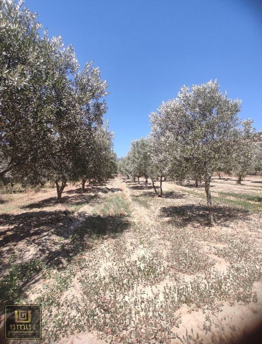 Umut Emlak'tan 1.640 M2 Zeytin Bahçesi Satılık Buharkent Ortakçı
