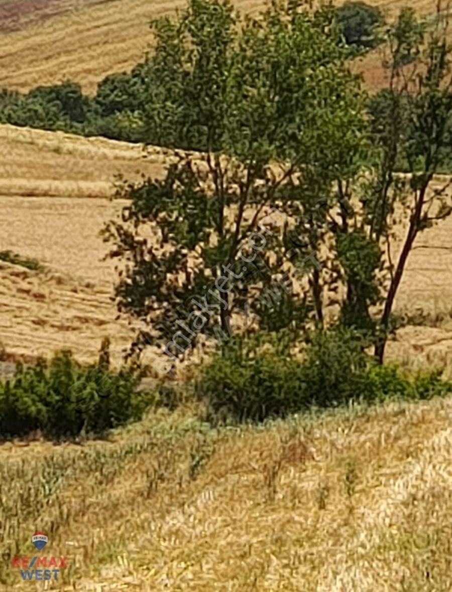 Balıkesir Manyas Şevketiye Köyünde 6950 M2 Satılık Tarla