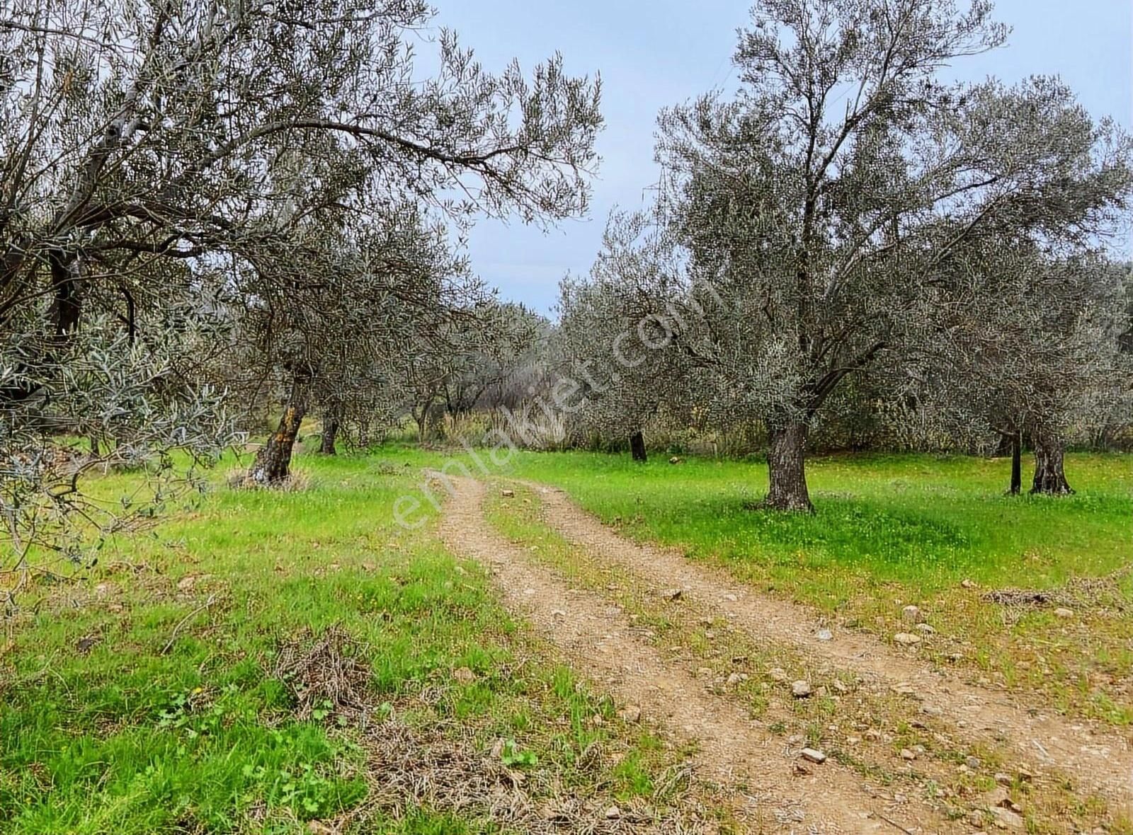 Balıkesir Gomec Karaağaçta Zeytinlik - Görsel 6