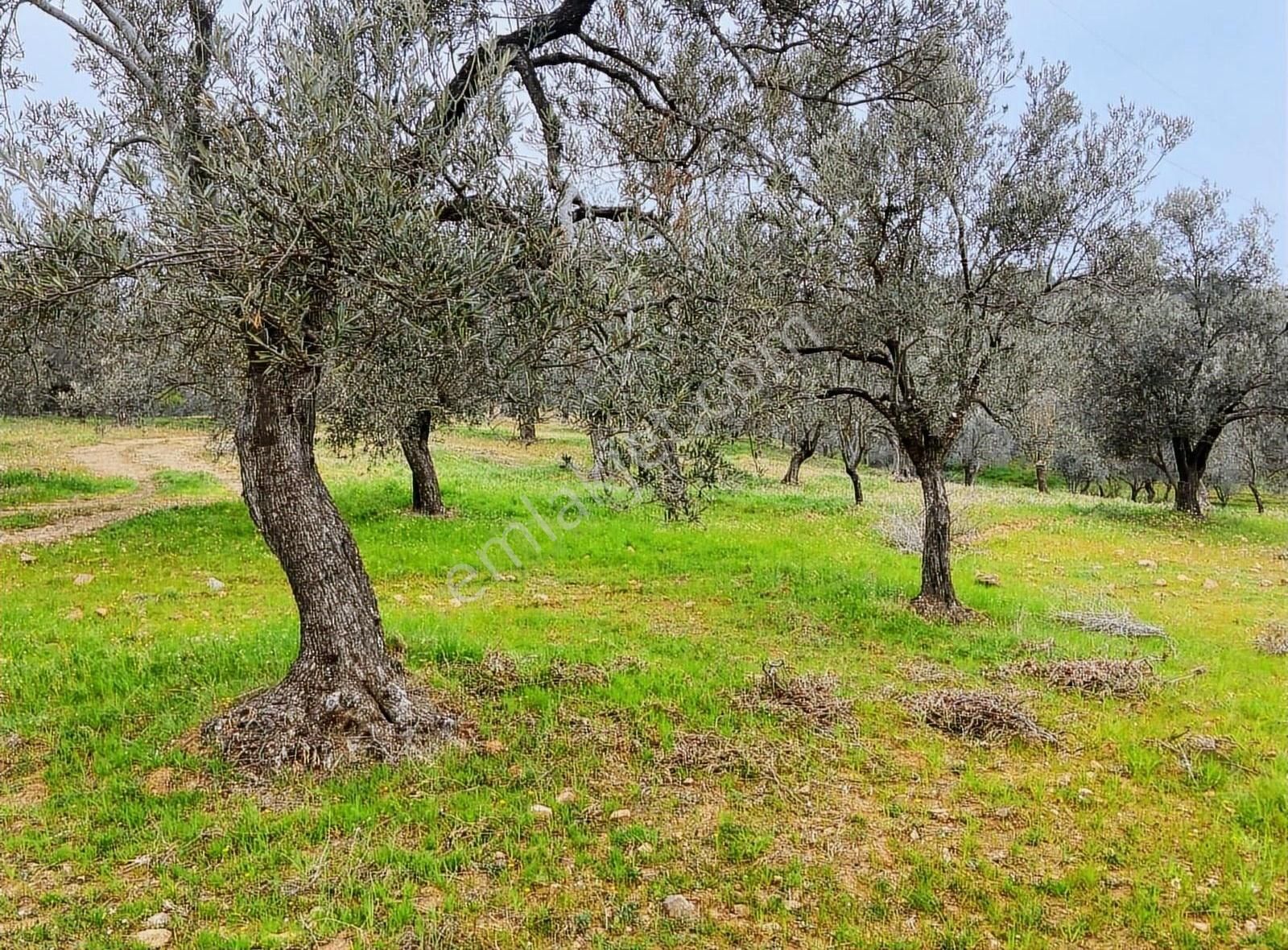 Balıkesir Gomec Karaağaçta Zeytinlik - Görsel 7