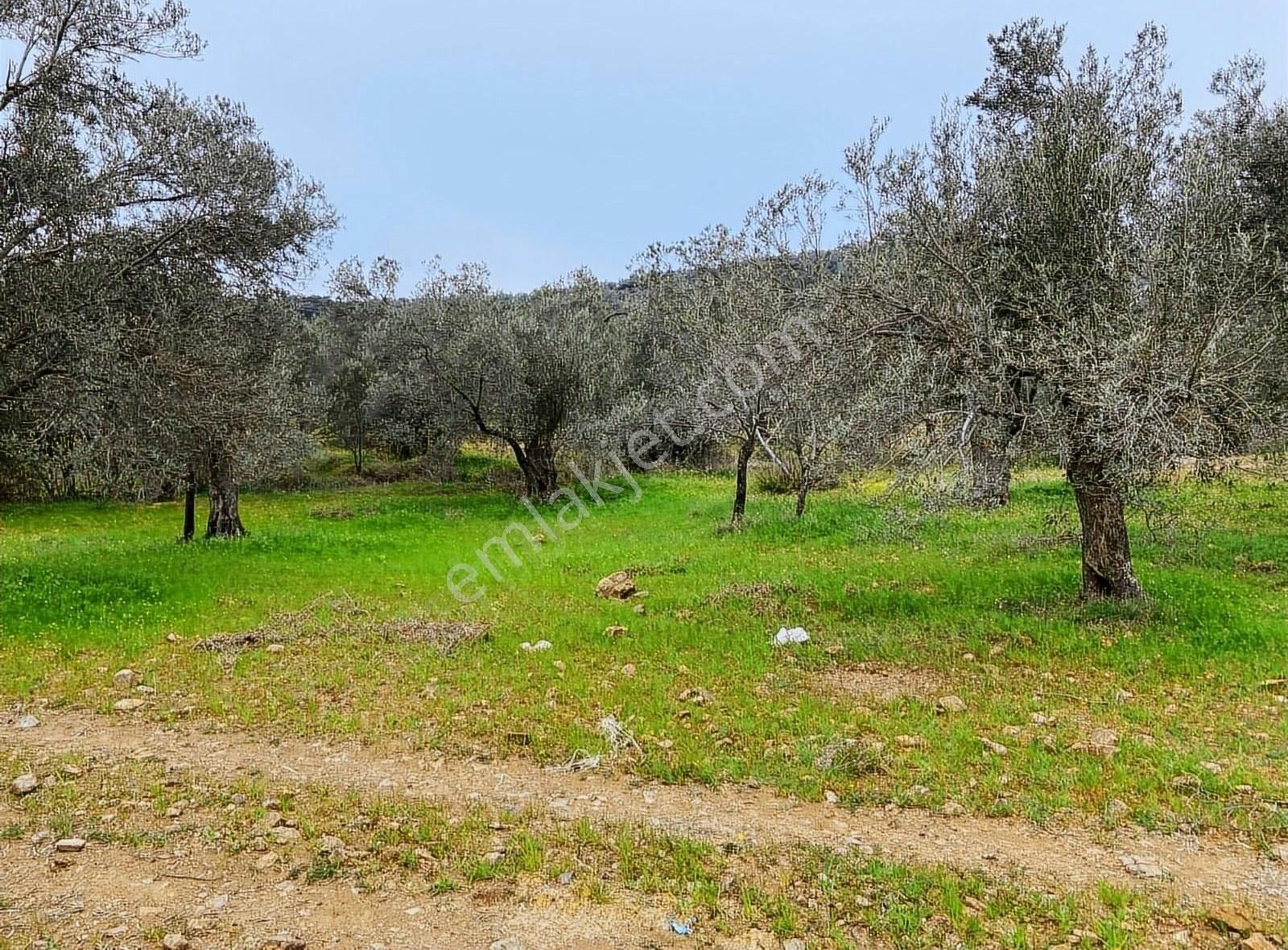 Balıkesir Gomec Karaağaçta Zeytinlik - Görsel 2