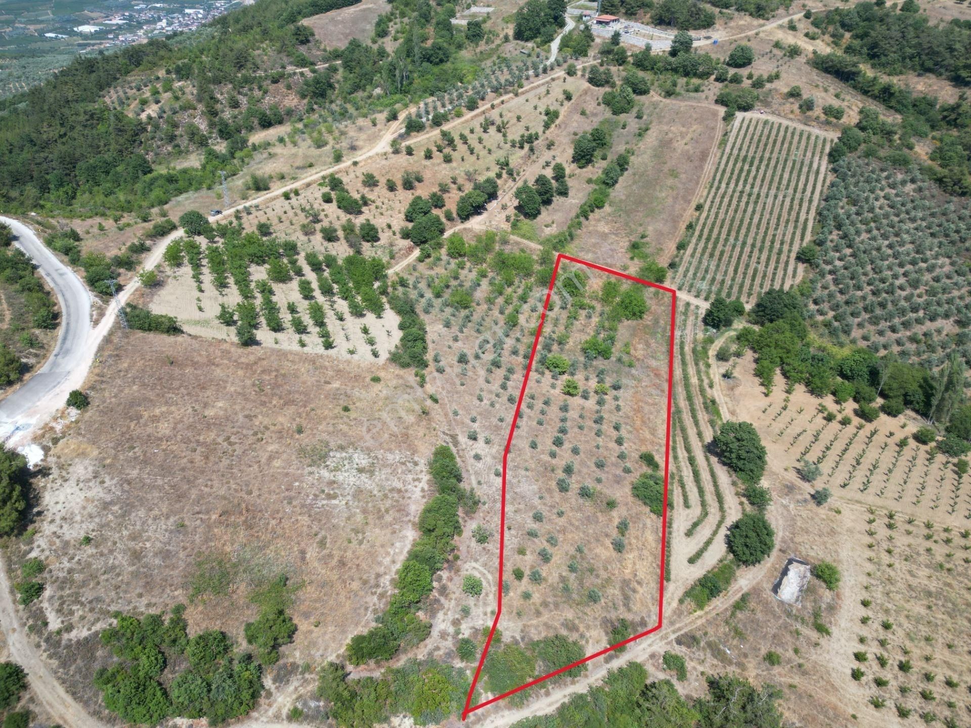 Bursa İznik Çamoluk Mahallesi Satılık Cevizlik - Görsel 2
