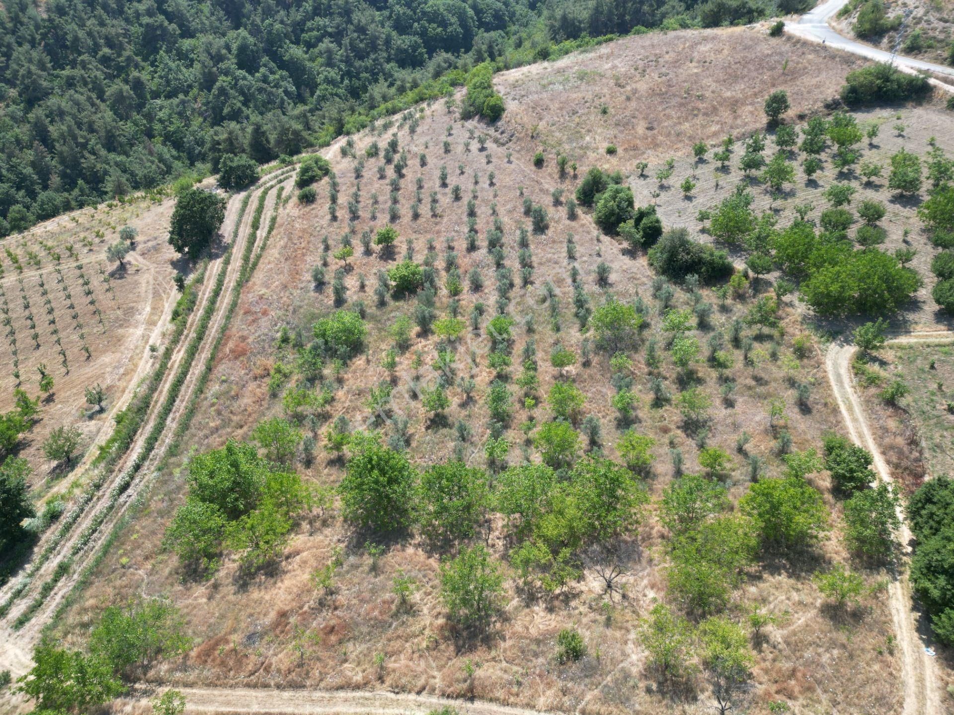 Bursa İznik Çamoluk Mahallesi Satılık Cevizlik - Görsel 3
