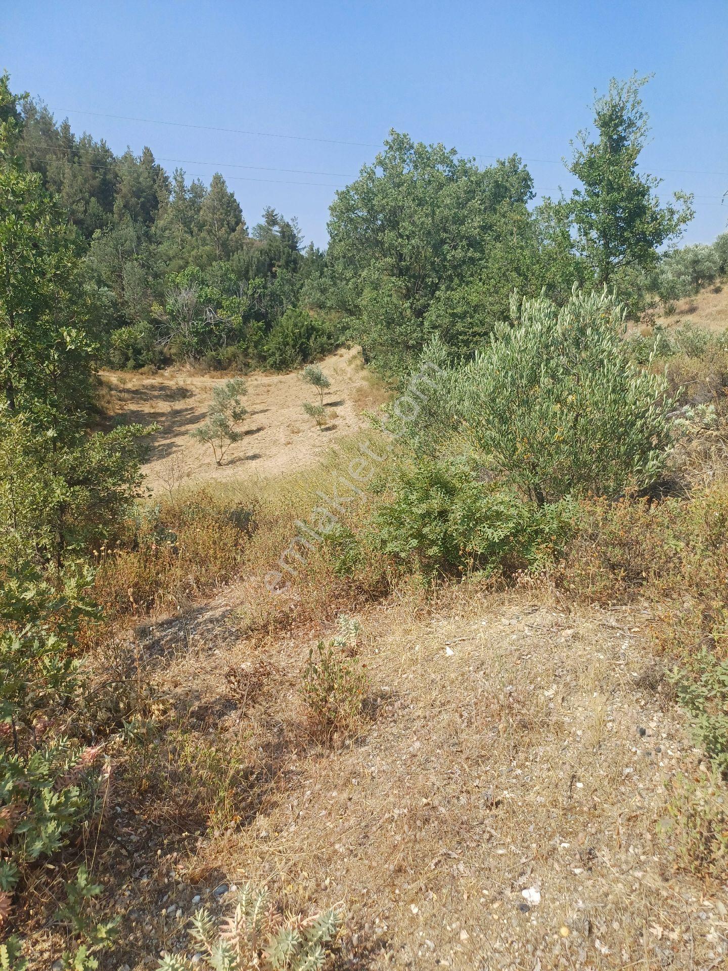 Şehir Gürültüsünden Uzak Huzur Köşesi..köy Kenarı. - Görsel 15