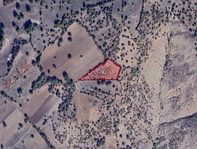 Kütahya Şaphane Üçbaş'da 4.500 M² Kiraz / Vişne Tarlası Satılıktır.