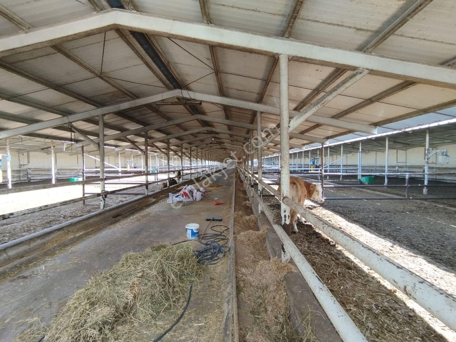 Aslantürk Emlaktan Satılık Besi Çiftliği - Görsel 22