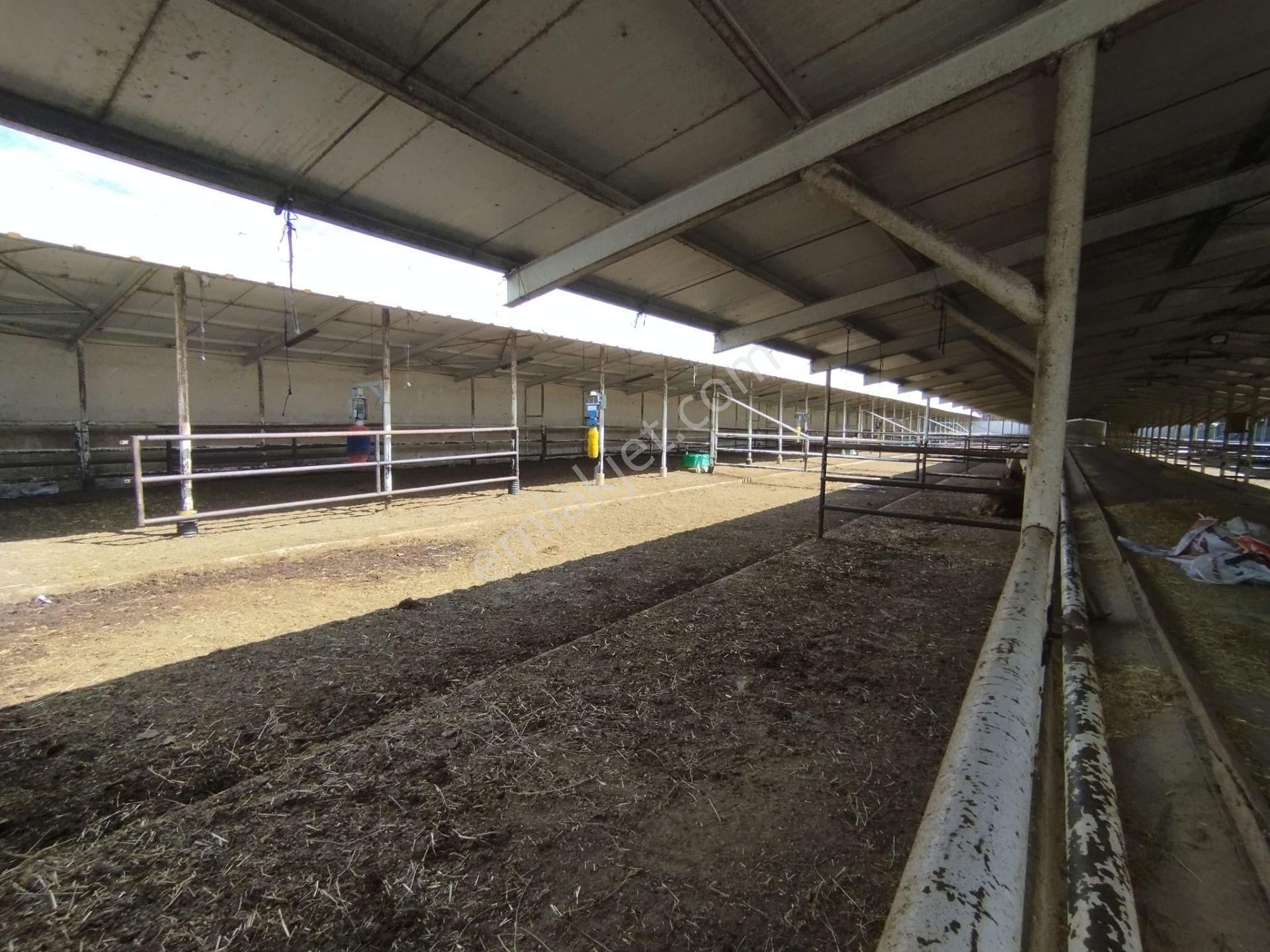 Aslantürk Emlaktan Satılık Besi Çiftliği - Görsel 19