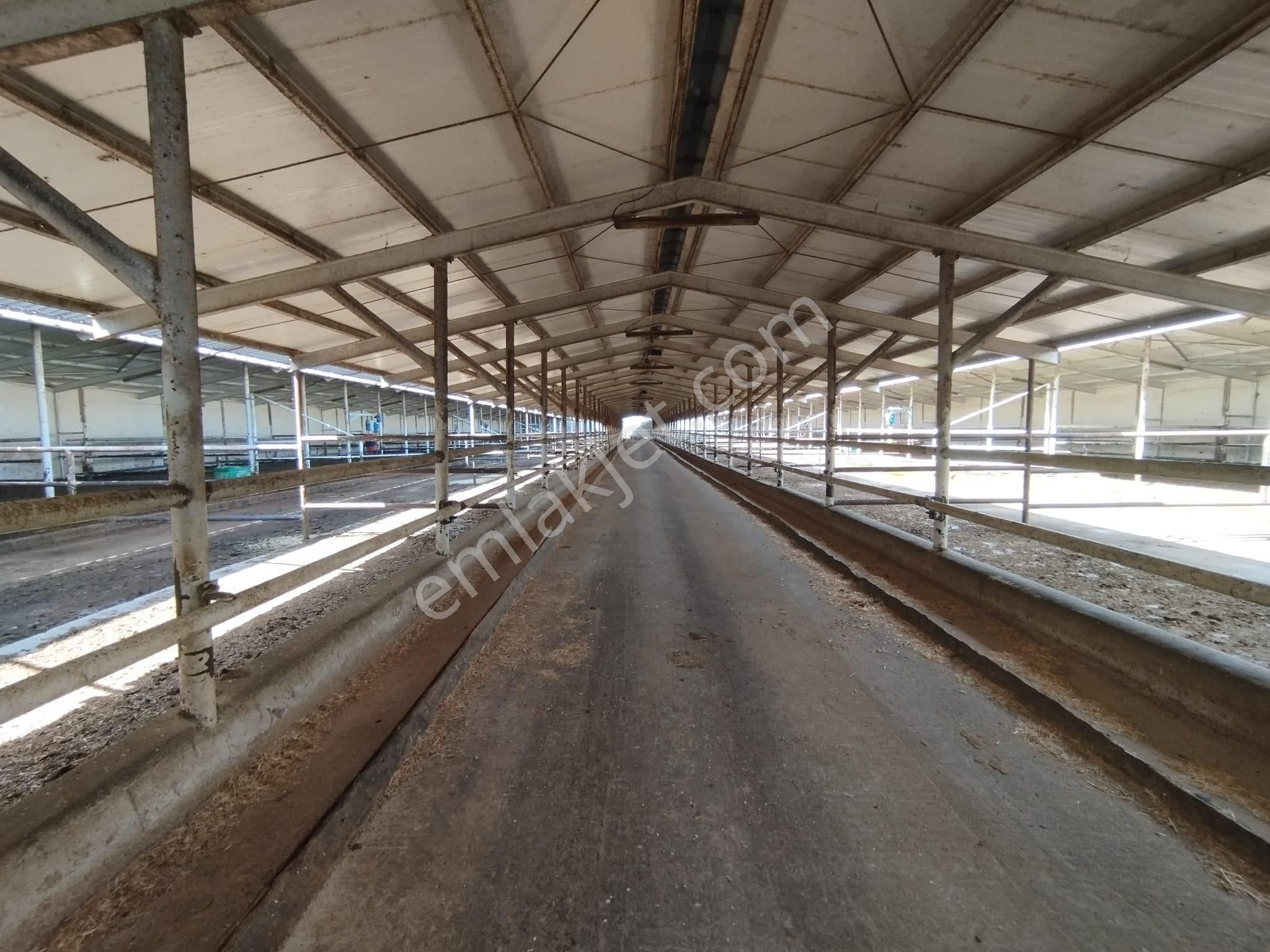 Aslantürk Emlaktan Satılık Besi Çiftliği - Görsel 13