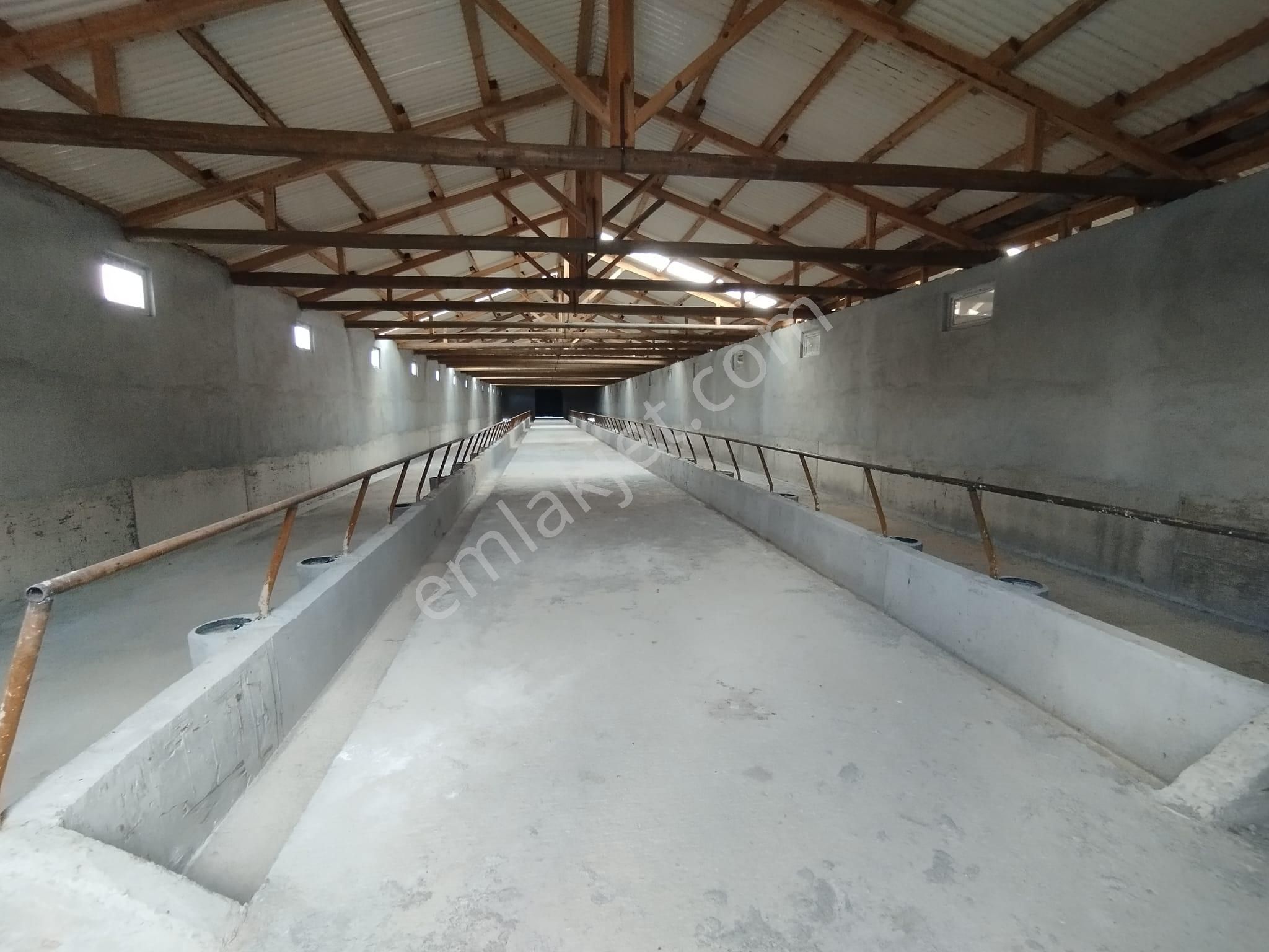 Aslantürk Emlaktan Satılık Besi Çiftliği - Görsel 2