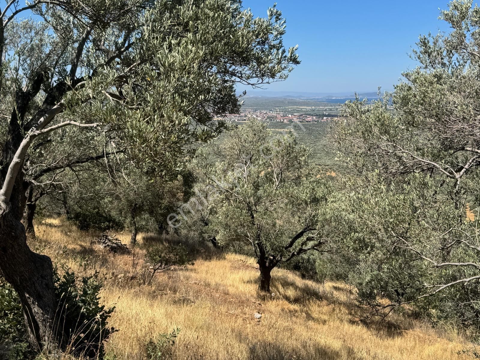 Gömeç Kemalpaşa'da Panoramık Denız Manzaralı 11.688 M2 Satılık Zeytınlık - Görsel 4
