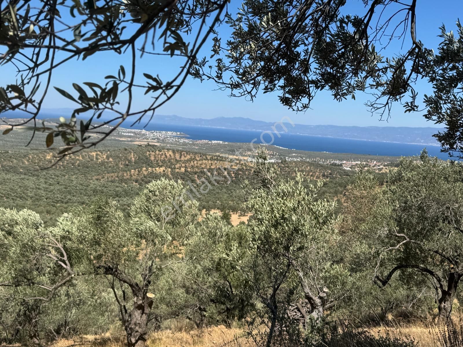 Gömeç Kemalpaşa'da Panoramık Denız Manzaralı 11.688 M2 Satılık Zeytınlık - Görsel 6