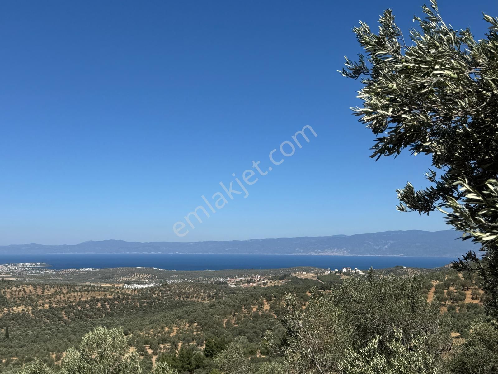 Gömeç Kemalpaşa'da Panoramık Denız Manzaralı 11.688 M2 Satılık Zeytınlık - Görsel 2
