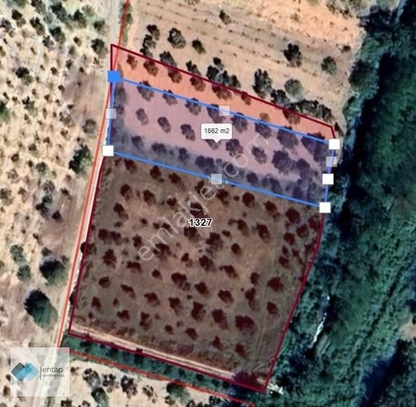 Entap Gayrimenkul'den Oğuzeli Çaybaşı'nda Satılık Zeytinlik