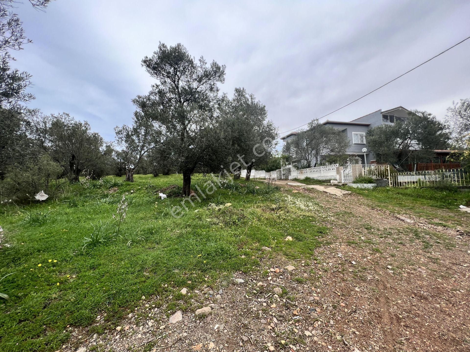 Balıkesir Ayvalık Ta Satılık 6,564 Metre Kare Zeytinlik.imara Bitişik - Görsel 3