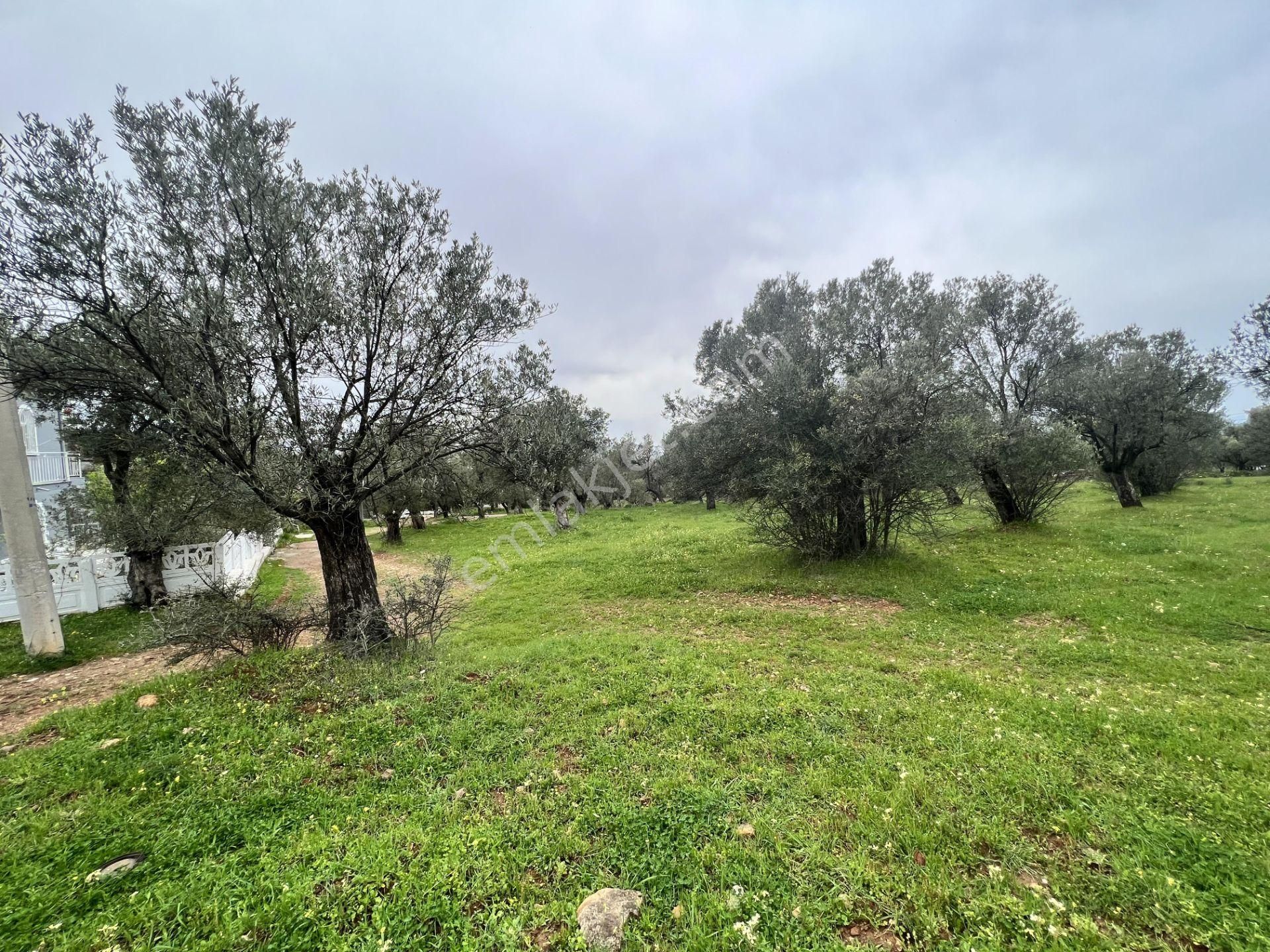 Balıkesir Ayvalık Ta Satılık 6,564 Metre Kare Zeytinlik.imara Bitişik - Görsel 7