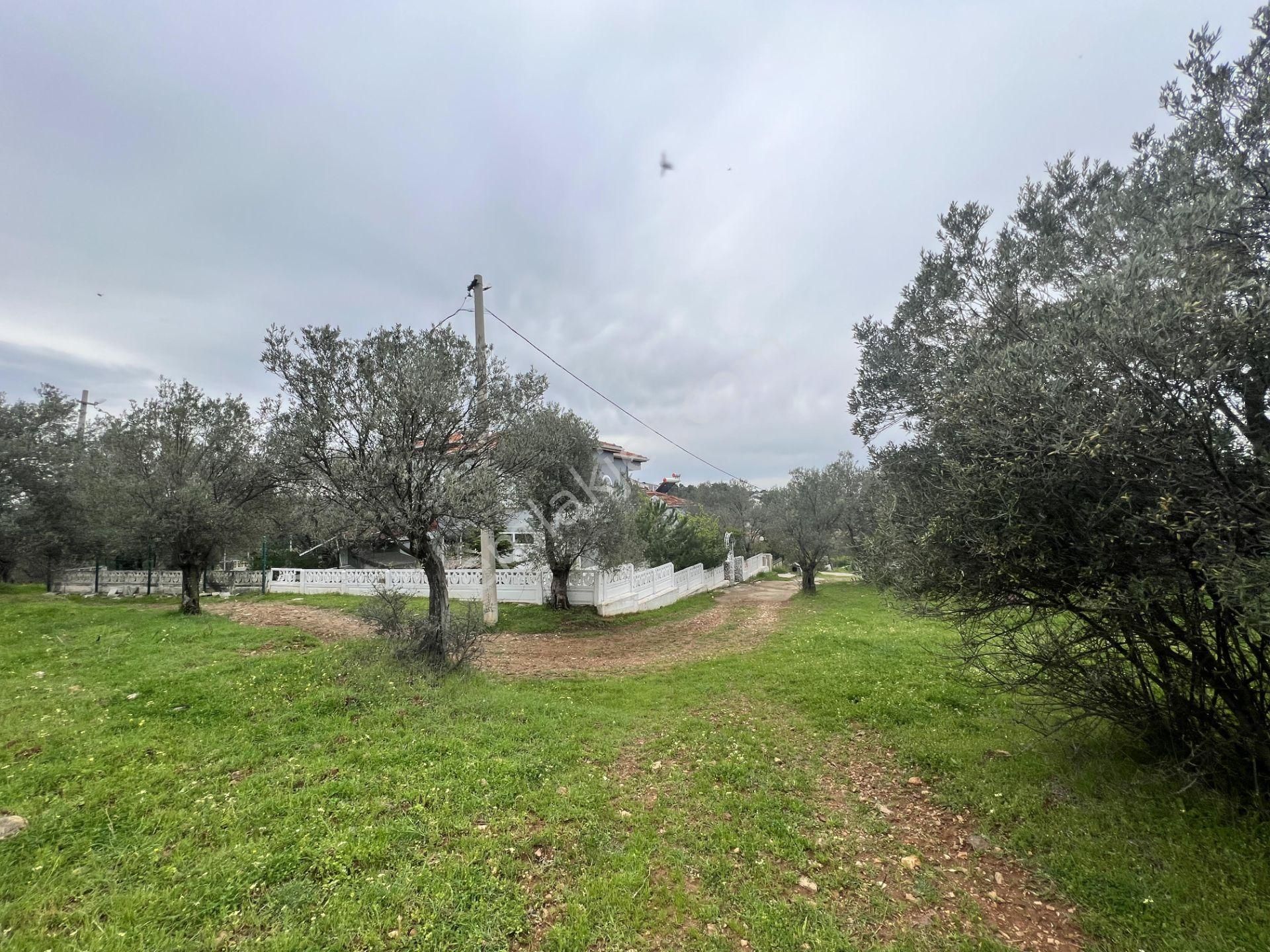 Balıkesir Ayvalık Ta Satılık 6,564 Metre Kare Zeytinlik.imara Bitişik - Görsel 8