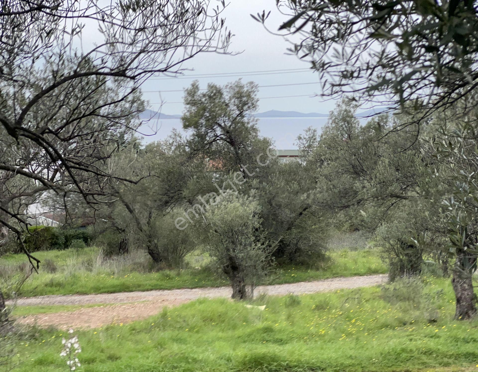 Balıkesir Ayvalık Ta Satılık 6,564 Metre Kare Zeytinlik.imara Bitişik - Görsel 2