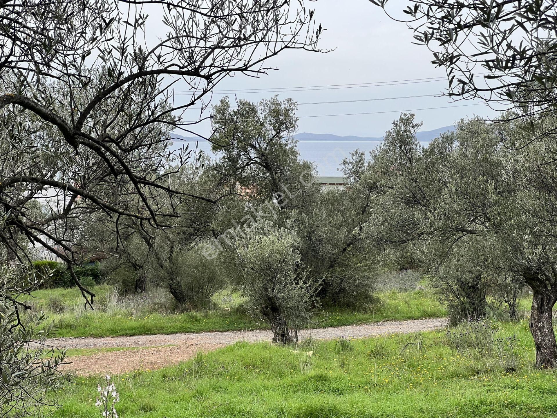 Balıkesir Ayvalık Ta Satılık 6,564 Metre Kare Zeytinlik.imara Bitişik - Görsel 6