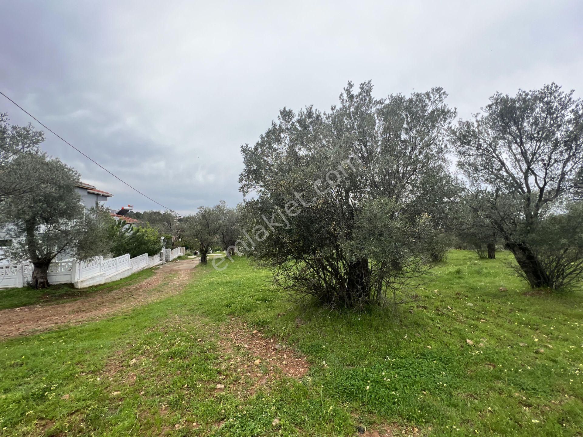 Balıkesir Ayvalık Ta Satılık 6,564 Metre Kare Zeytinlik.imara Bitişik - Görsel 5