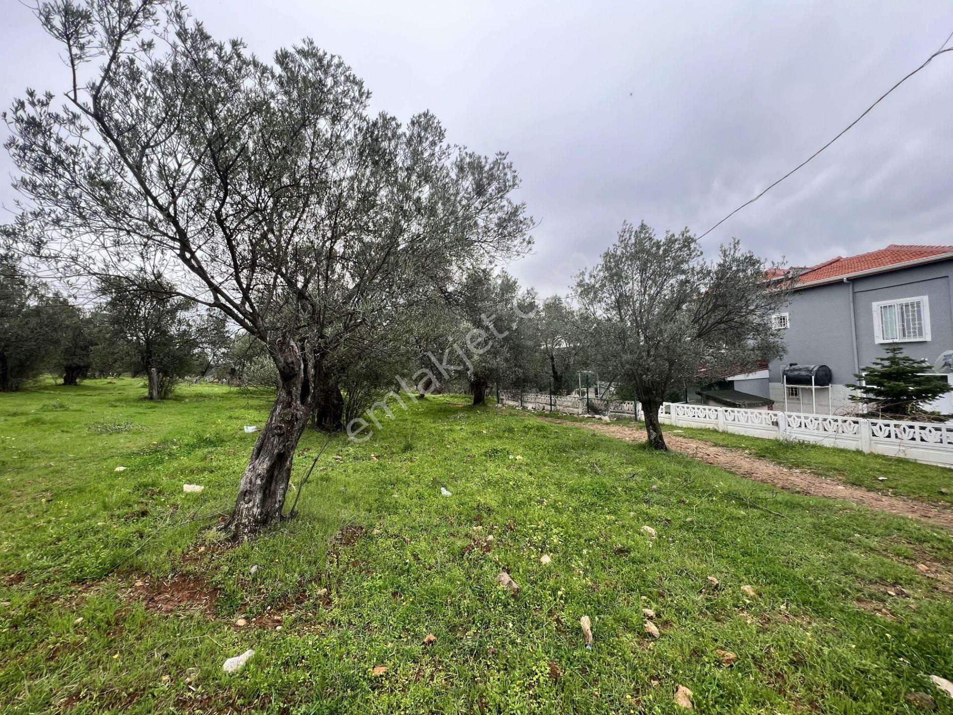 Balıkesir Ayvalık Ta Satılık 6,564 Metre Kare Zeytinlik.imara Bitişik - Görsel 4