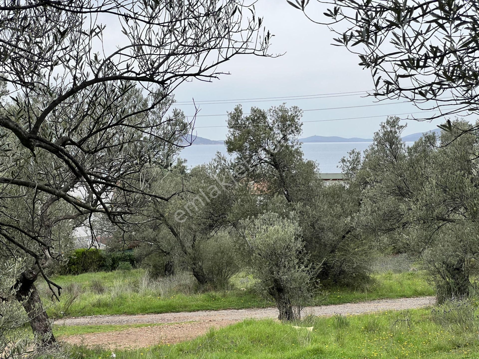 Balıkesir Ayvalık Ta Satılık 6,564 Metre Kare Zeytinlik.imara Bitişik - Görsel 9