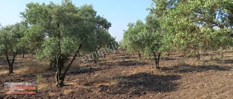 Zeytin Bahçesi Sondaj Elektrik