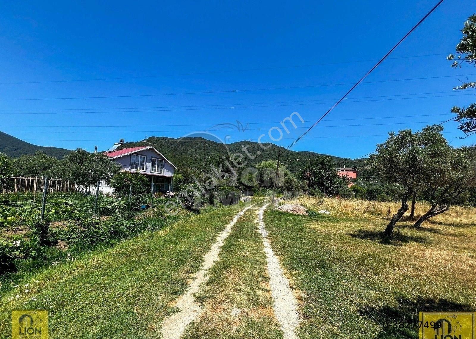 Lion Emlak'tan Ocaklar Mahallesinde 1600m² Zeytinliğimiz Satılıktır