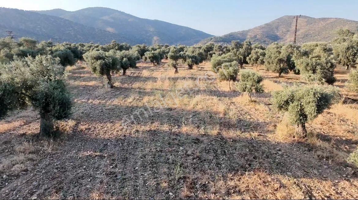 Su Emlaktan Zeytinova’da Satılık Zeytinlik - Görsel 3