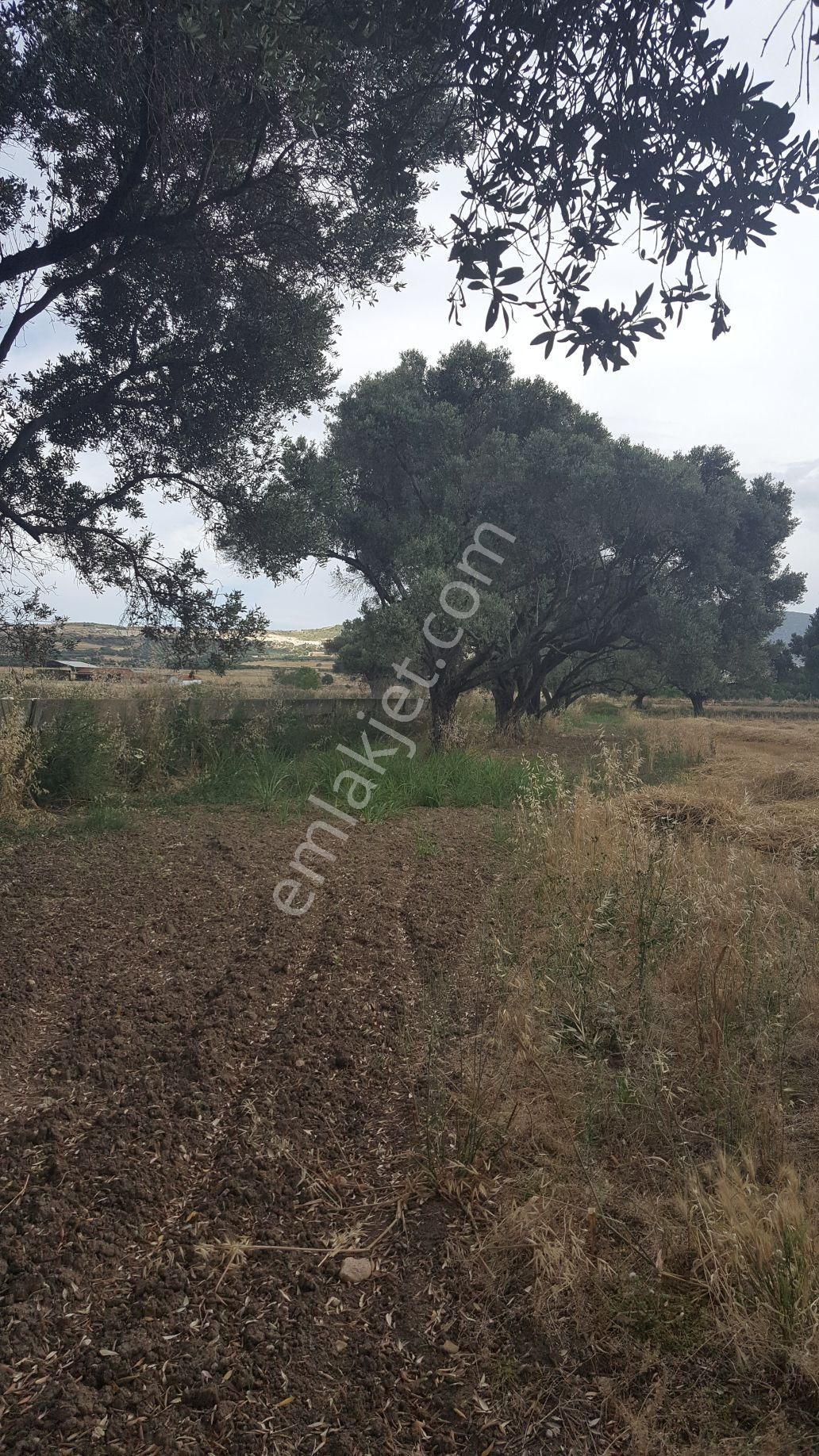 Rose Emlak'tan Satılık Yola Sıfır Zeytinlik Kupon Arazi - Görsel 7