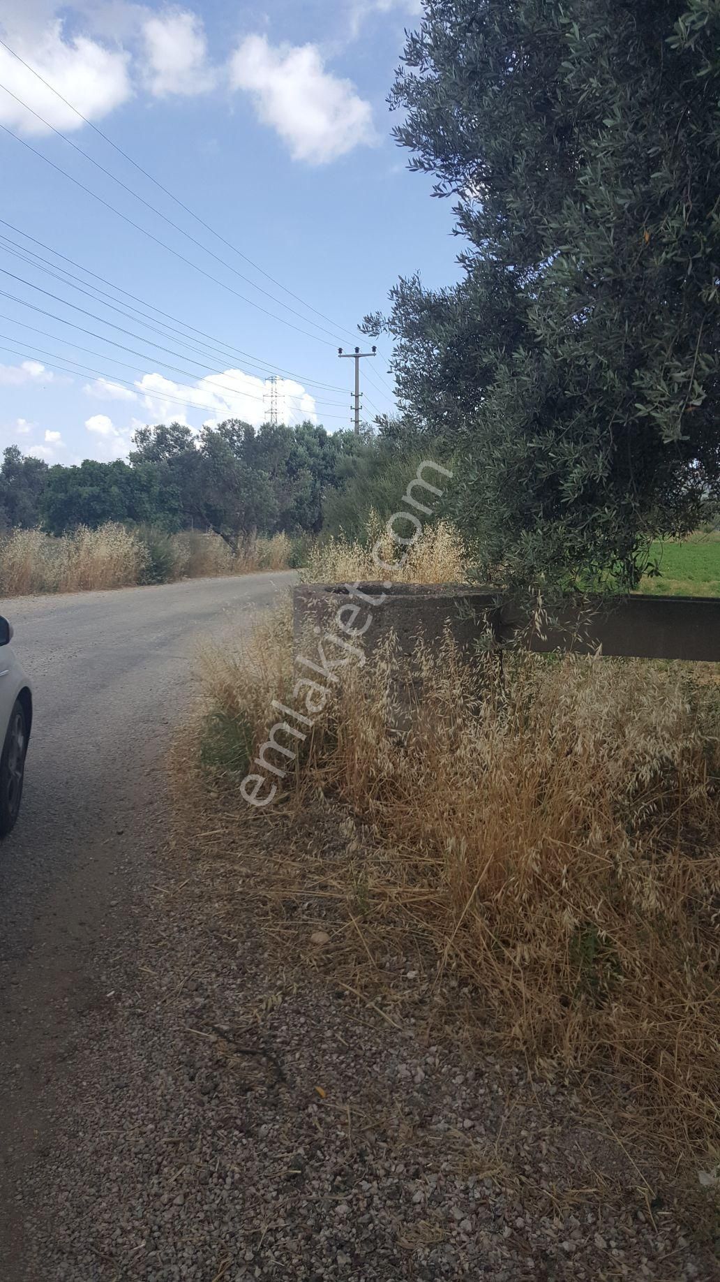 Rose Emlak'tan Satılık Yola Sıfır Zeytinlik Kupon Arazi - Görsel 5