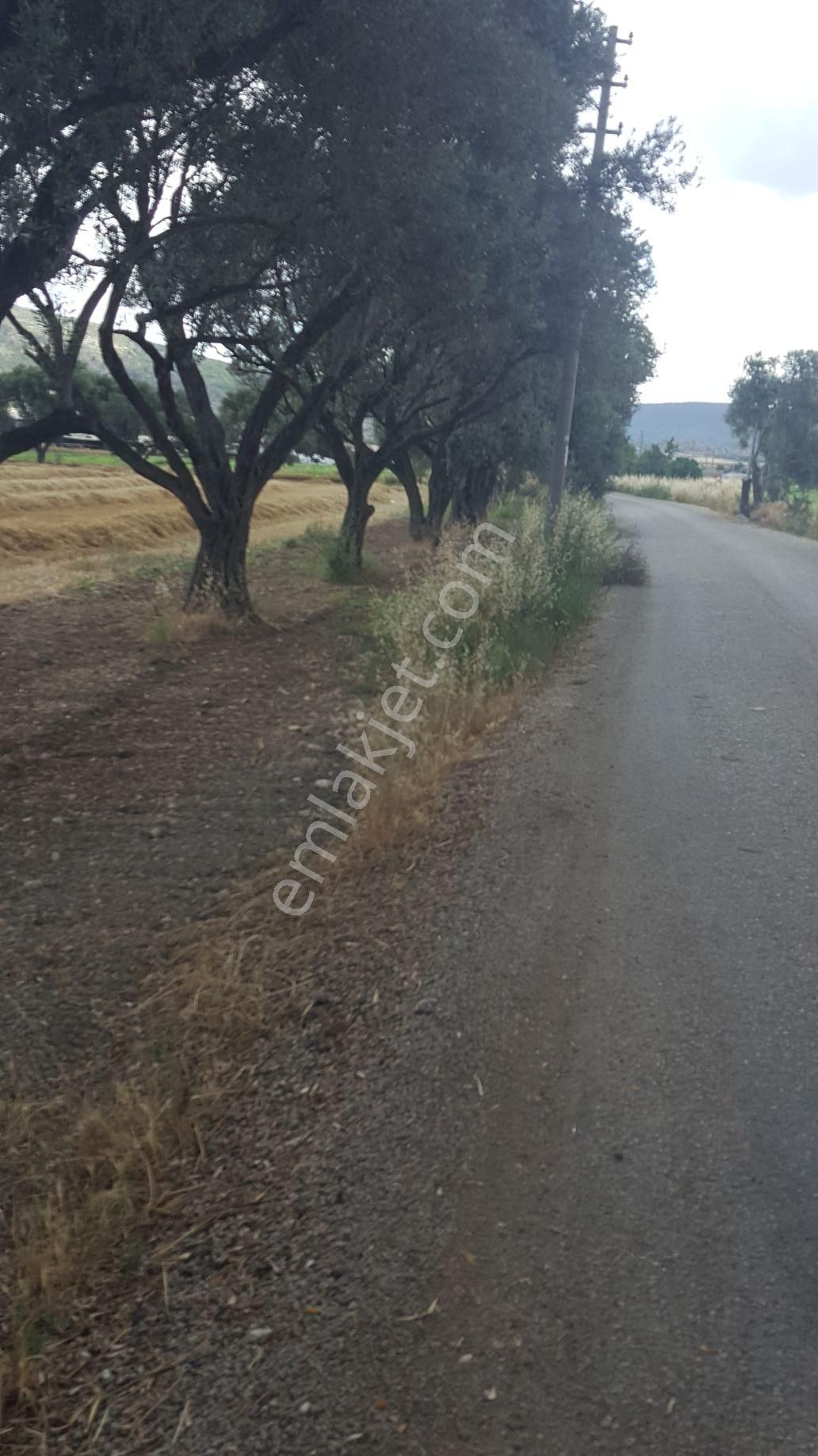 Rose Emlak'tan Satılık Yola Sıfır Zeytinlik Kupon Arazi - Görsel 9