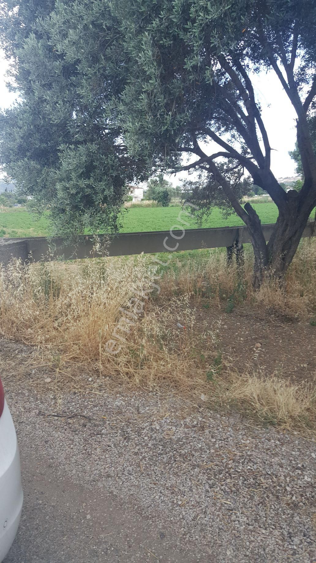 Rose Emlak'tan Satılık Yola Sıfır Zeytinlik Kupon Arazi - Görsel 3