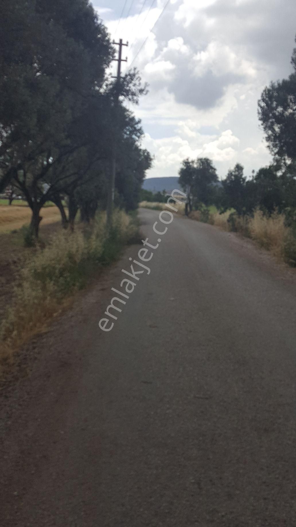 Rose Emlak'tan Satılık Yola Sıfır Zeytinlik Kupon Arazi - Görsel 12
