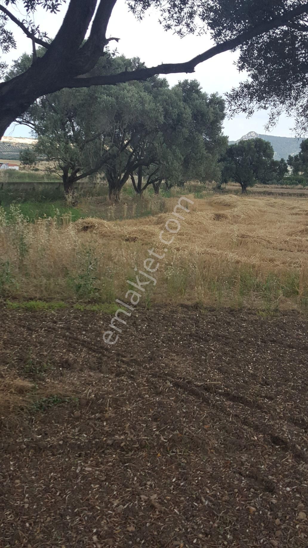 Rose Emlak'tan Satılık Yola Sıfır Zeytinlik Kupon Arazi - Görsel 11