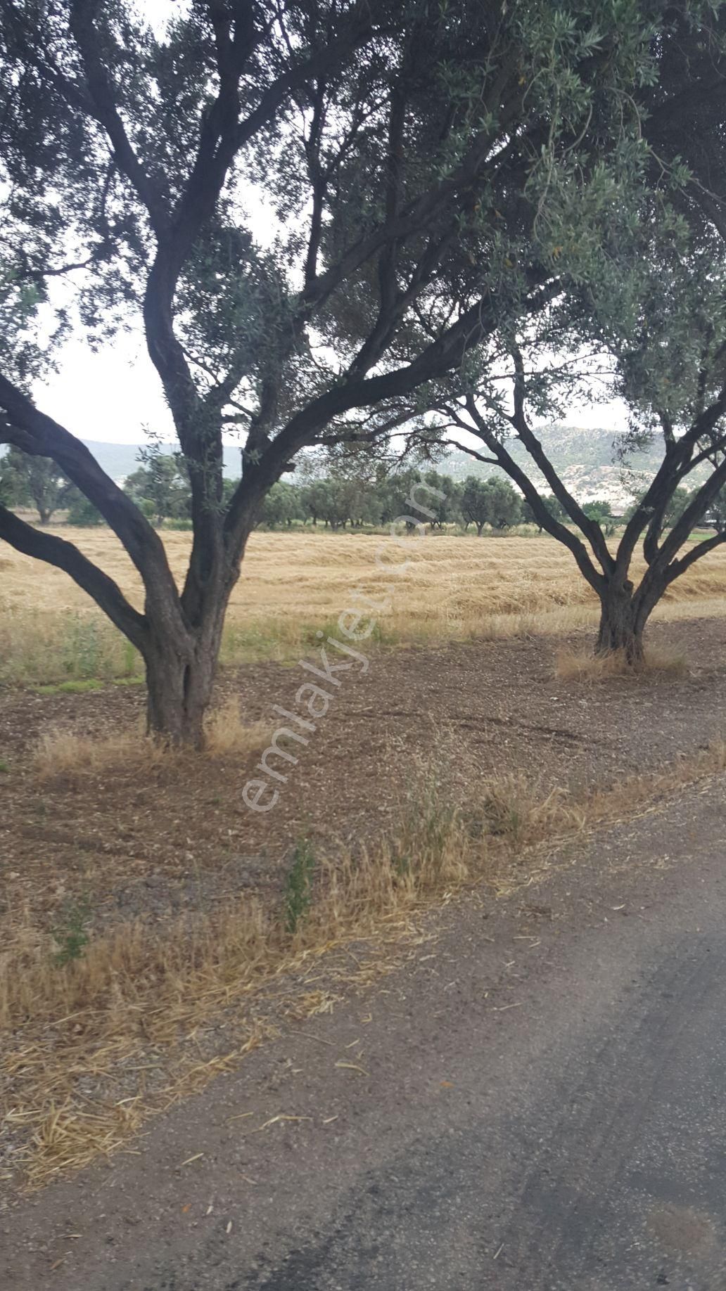 Rose Emlak'tan Satılık Yola Sıfır Zeytinlik Kupon Arazi - Görsel 2