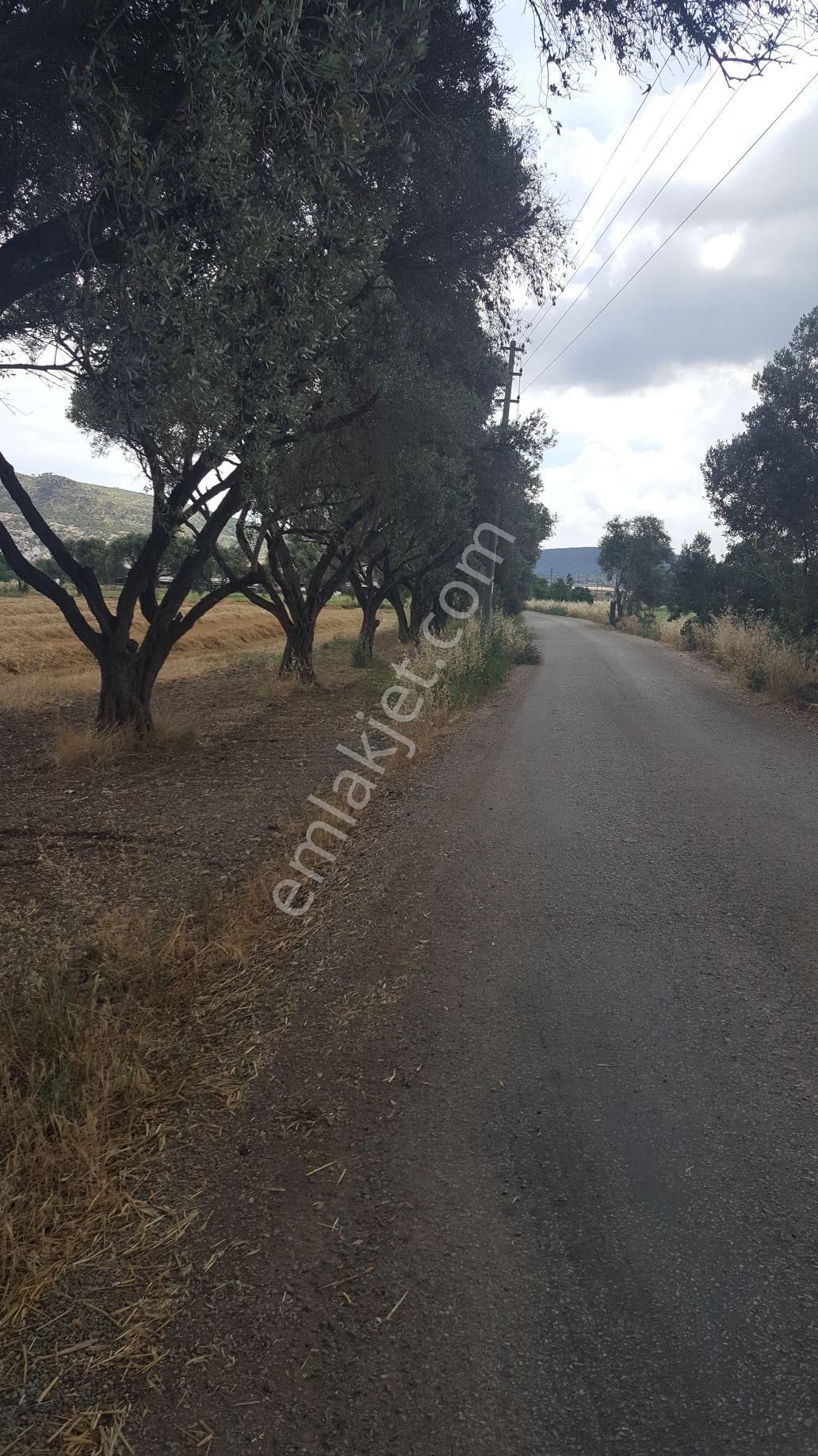 Rose Emlak'tan Satılık Yola Sıfır Zeytinlik Kupon Arazi - Görsel 4