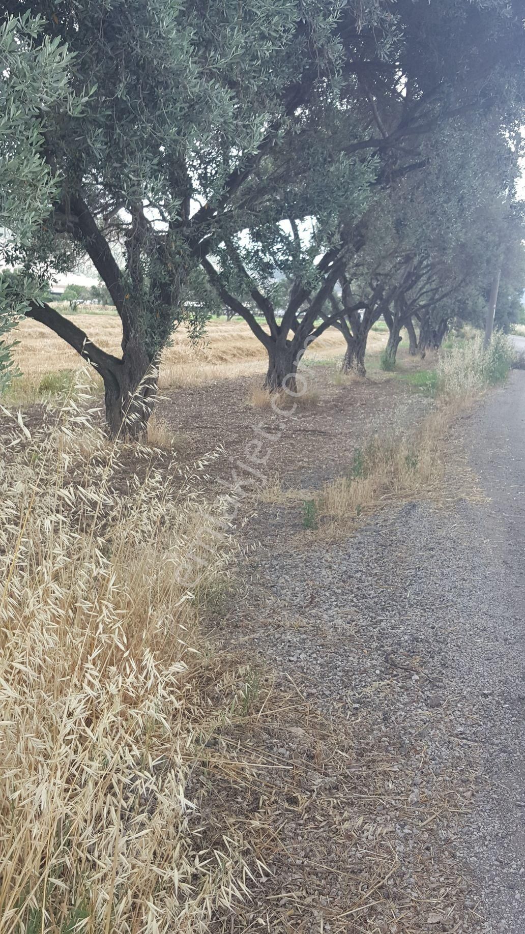 Rose Emlak'tan Satılık Yola Sıfır Zeytinlik Kupon Arazi - Görsel 15